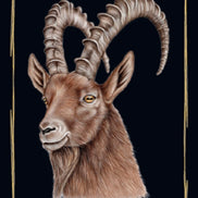Magnet mit Hirsch, Steinbock, Murmeltier